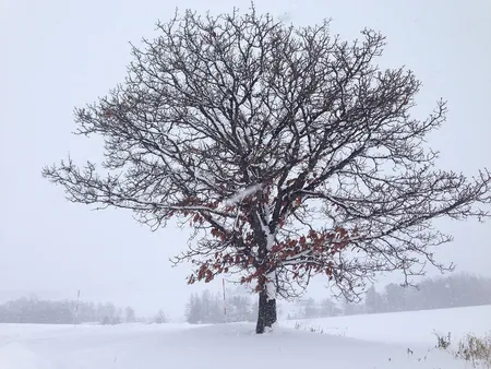 snowy tree